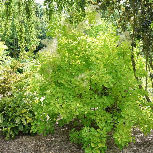 Cotinus coggygria - Winecraft Gold® Smokebush