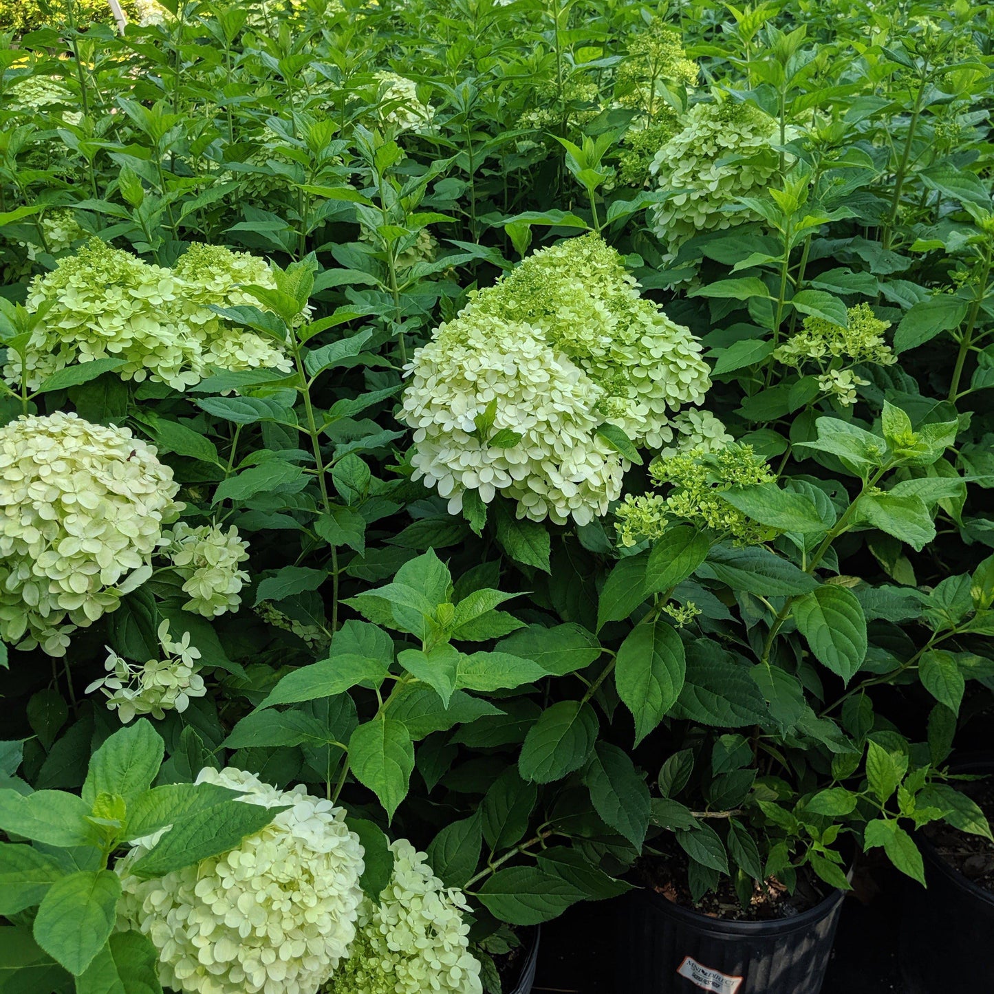 Hydrangea paniculata - Proven Winners® Limelight® Hydrangea