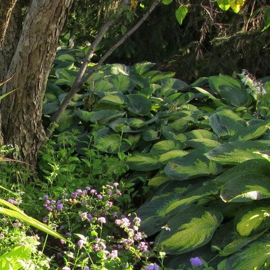 Hosta x - Paul's Glory Hosta