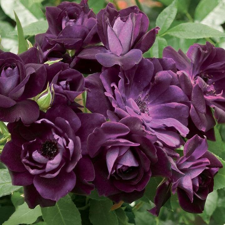 Rosa - Burgundy Iceberg Rose