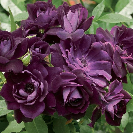 Rosa - Burgundy Iceberg Rose