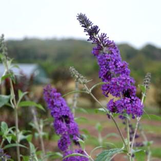 Buddleia davidii - First Editions® Psychedelic Sky™ Butterfly Bush