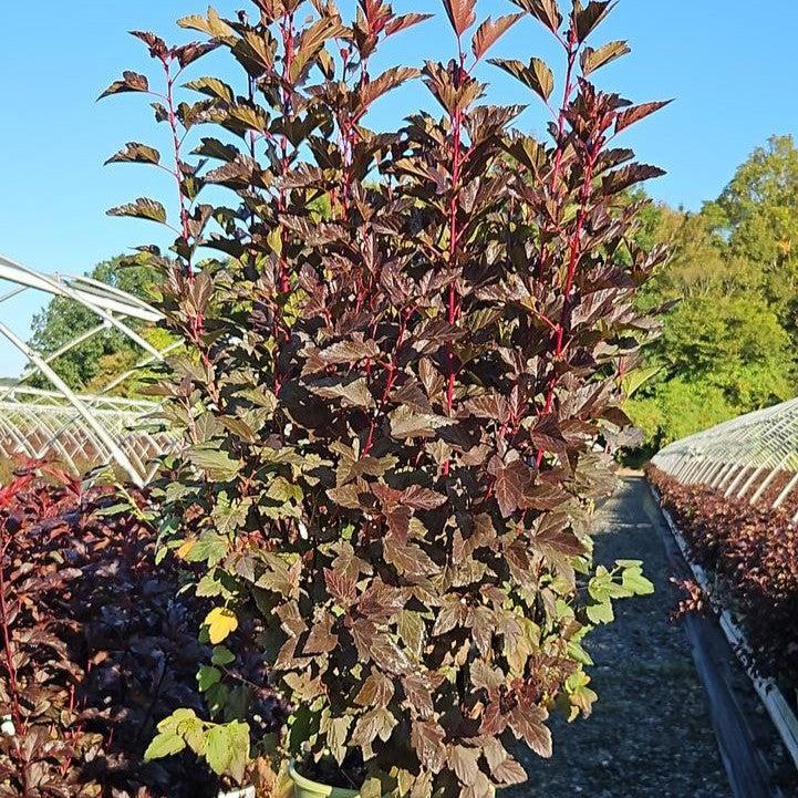 Physocarpus opulifolius - Chroma Chameleon™ Ninebark