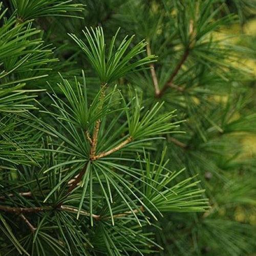 Sciadopitys verticillata - Wintergreen Umbrella Pine