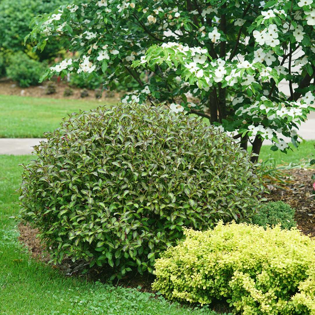 Weigela florida - PW® Vinho Verde® Weigela