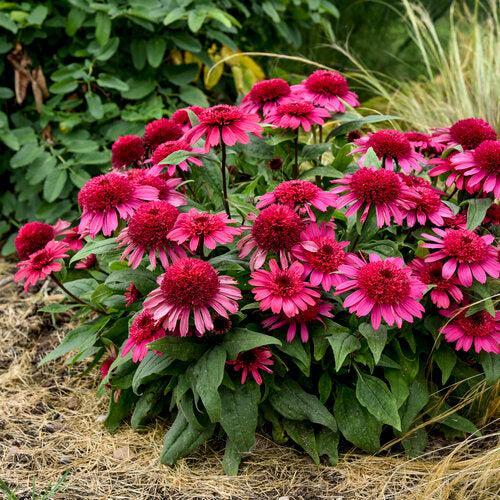 Echinacea - Double Coded® Raspberry Beret Echinacea