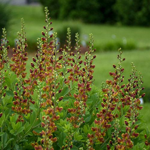 Baptisia - Decadence® Cherries Jubilee Baptisia