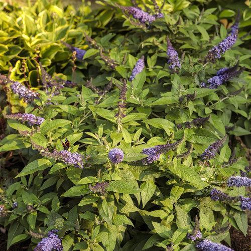 Buddleia davidii - Pugster Blue® Dwarf Butterfly Bush