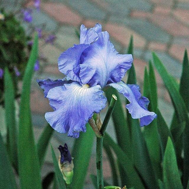 Iris germanica - Victoria Falls Bearded Iris