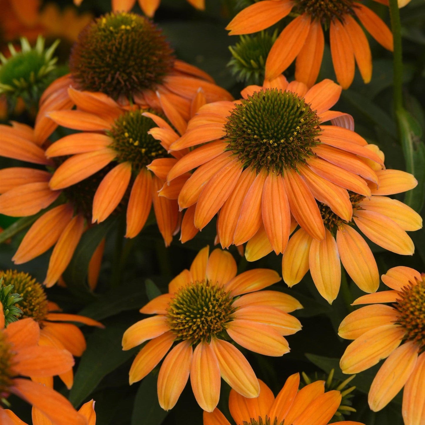 Echinacea - Artisan™ Soft Orange Coneflower
