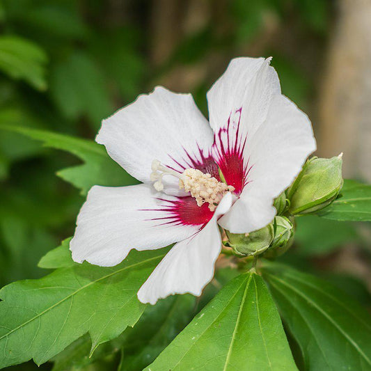 Hibiscus syriacus - Red Heart Hibiscus
