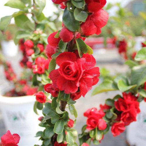 Chaenomeles speciosa - PW® Double Take™ Scarlet Flowering Quince