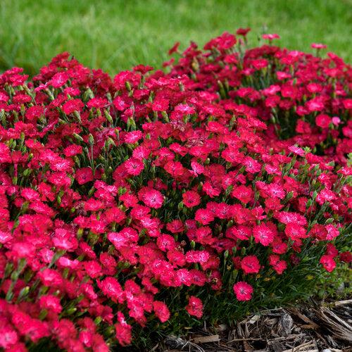 Dianthus - Paint the Town Red Dianthus