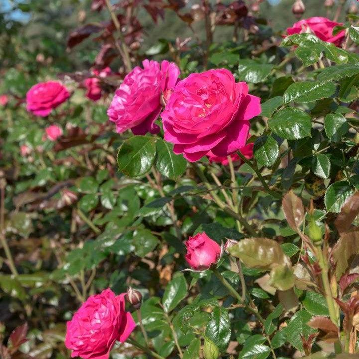 Rosa - Loves Me, Loves Me Not™ Rose