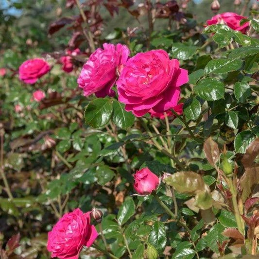 Rosa - Loves Me, Loves Me Not™ Rose