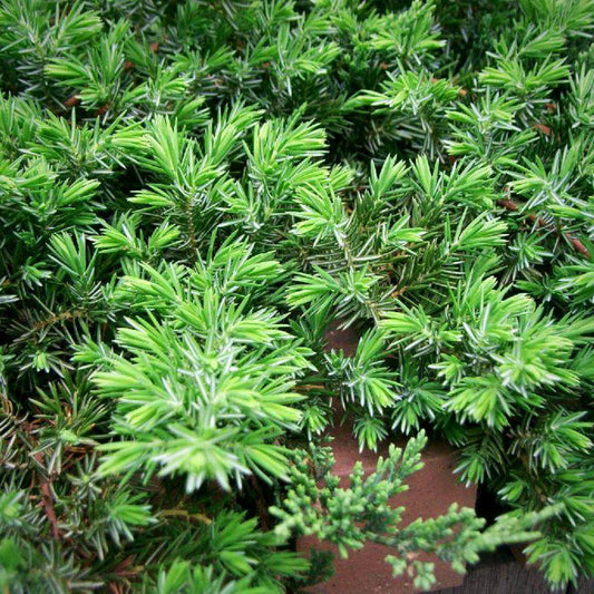 Juniperus conferta - Blue Pacific Shore Juniper