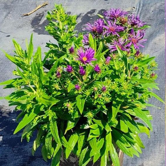 Aster novae-angliae - Grape Crush New England Aster