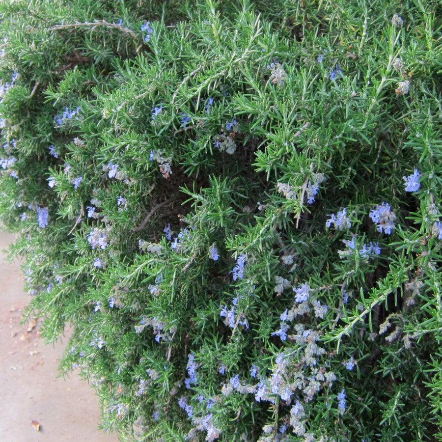 Rosmarinus officinali  - Creeping Rosemary