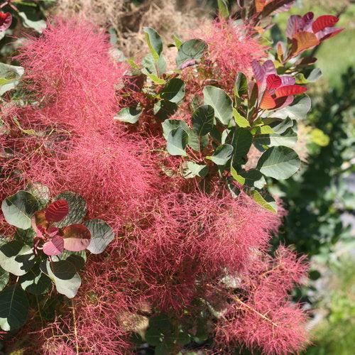 Cotinus coggygria - The Velvet Fog®  Smokebush
