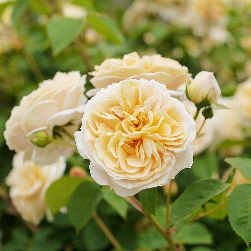 Rosa - Teasing Georgia® Rose