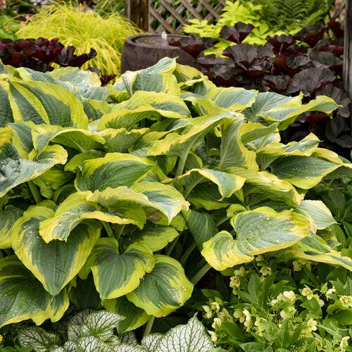 Hosta - PW® Shadowland® Seducer Hosta