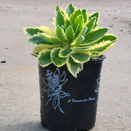 Sedum - Frosted Fire Stonecrop