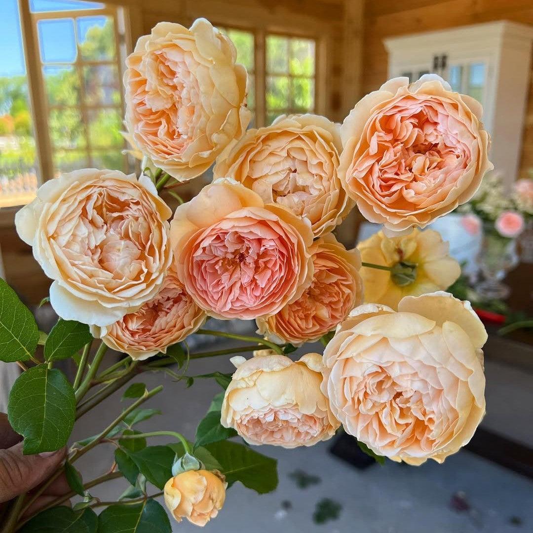 Rosa - Carding Mill® Rose