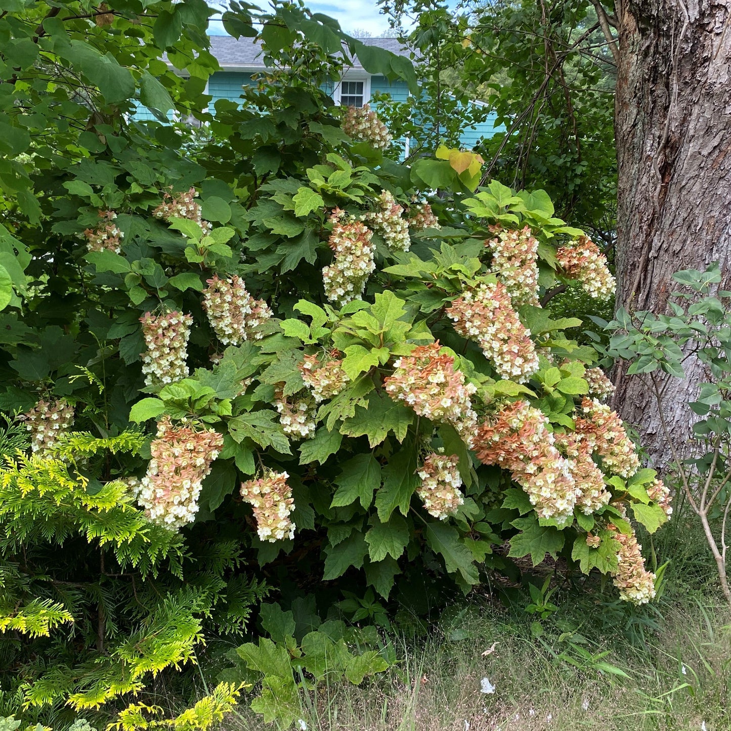 Hydrangea quercifolia - Snowcicle Hydrangea