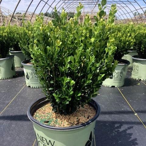 Buxus ‘SB300’  - NewGen™ Freedom® Boxwood