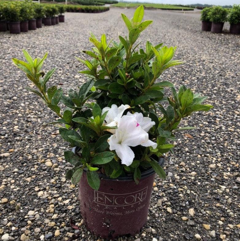 Encore® Autumn Lily™ Azalea