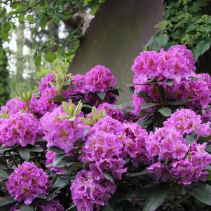 Rhododendron x - Dandy Man® Purple Rhododendron