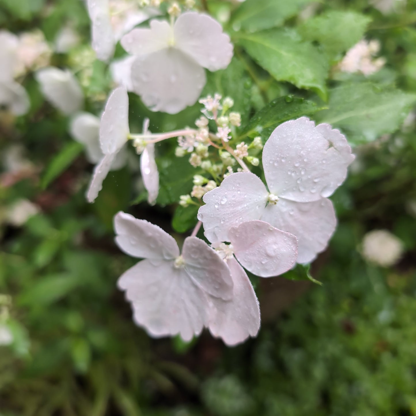 Hydrangea x - Fairytrail Bride® Cascade Hydrangea