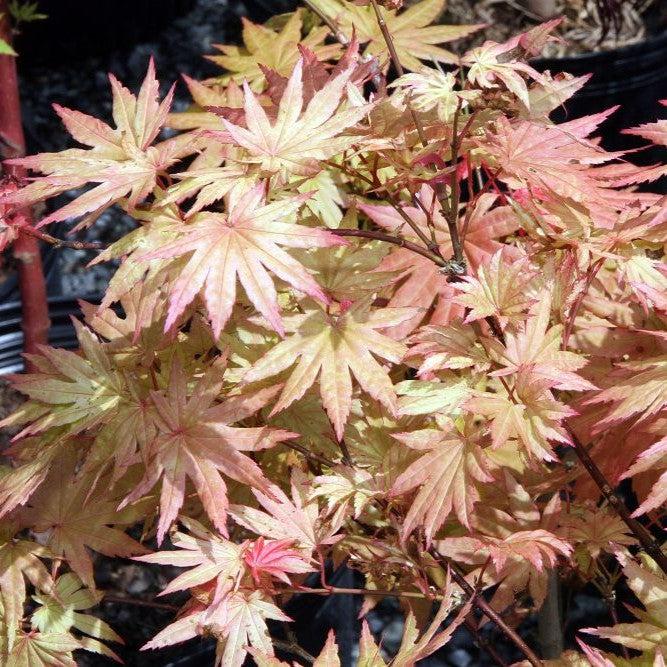 Acer shirasawanum - Autumn Moon Japanese Maple