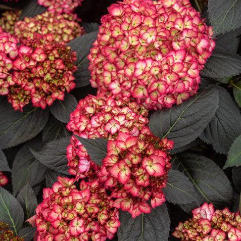 Hydrangea macrophylla - First Editions® Eclipse® Hydrangea
