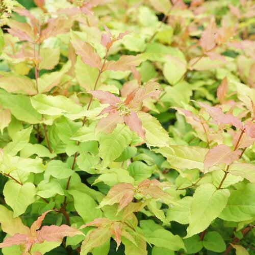 Diervilla x - Kodiak® Fresh™ Honeysuckle