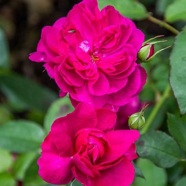 Rosa - Darcey Bussell Rose