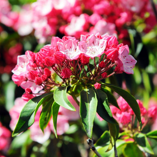 Kalmia latifolia - Nipmuck Mountain Laurel