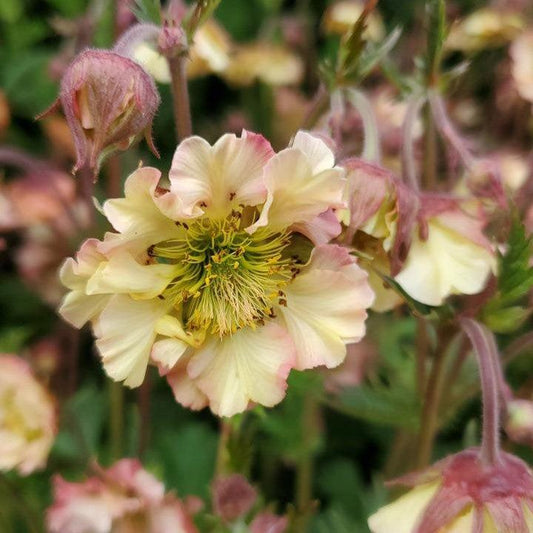 Geum - Pretticoats™ Peach Avens