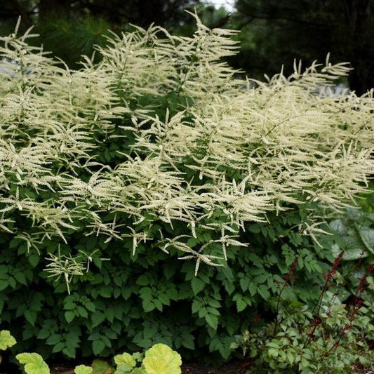 Aruncus x - Misty Lace Goat's Beard