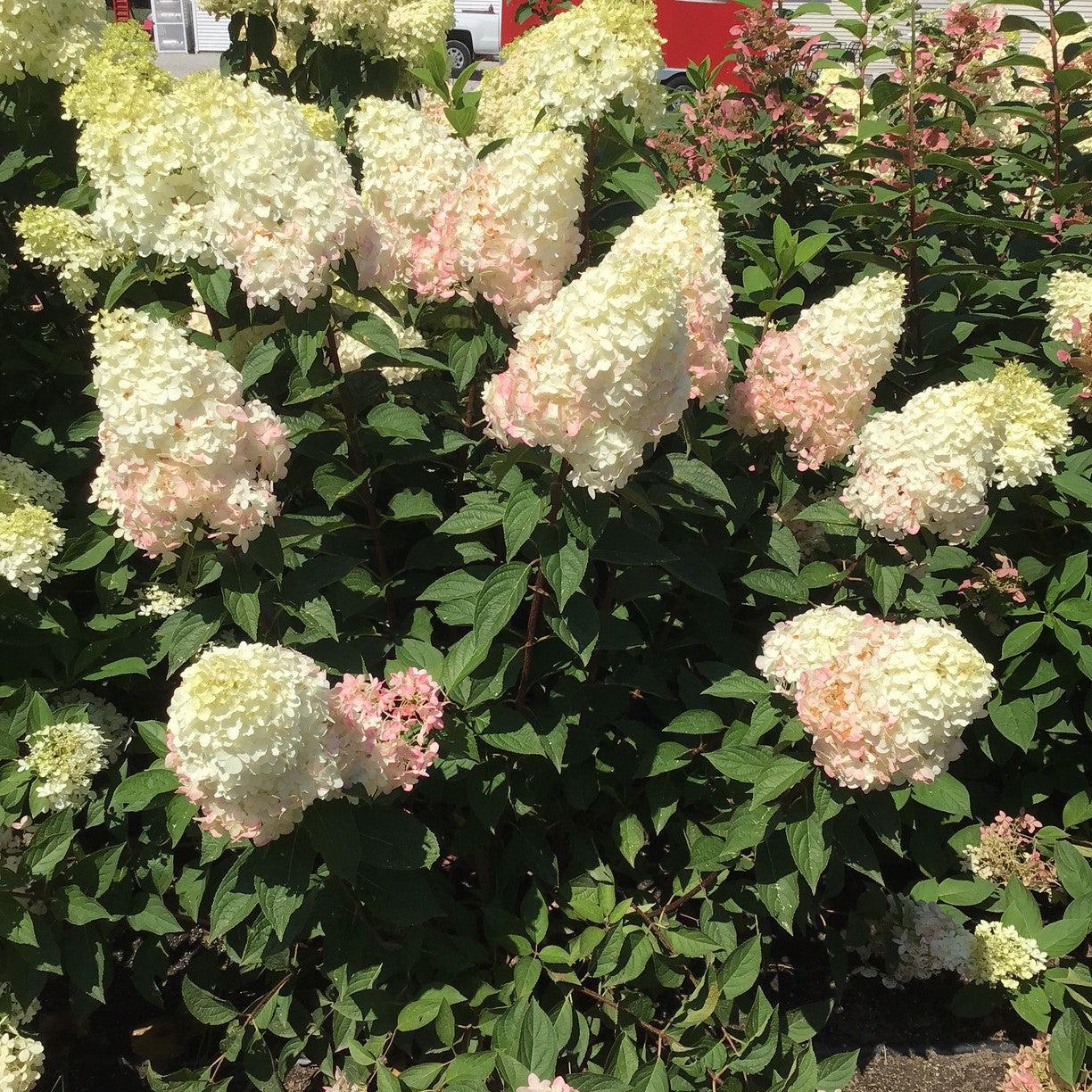 Hydrangea paniculata - Magical® Ruby Snow Hydrangea