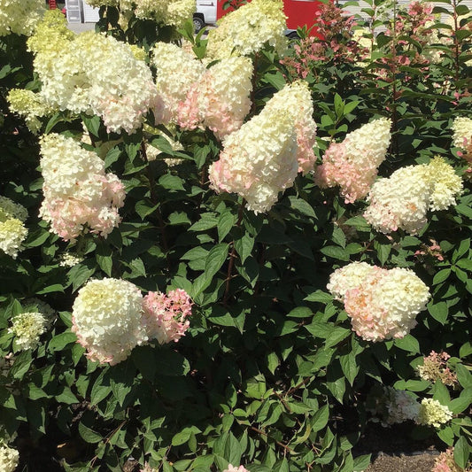 Hydrangea paniculata - Magical® Ruby Snow Hydrangea