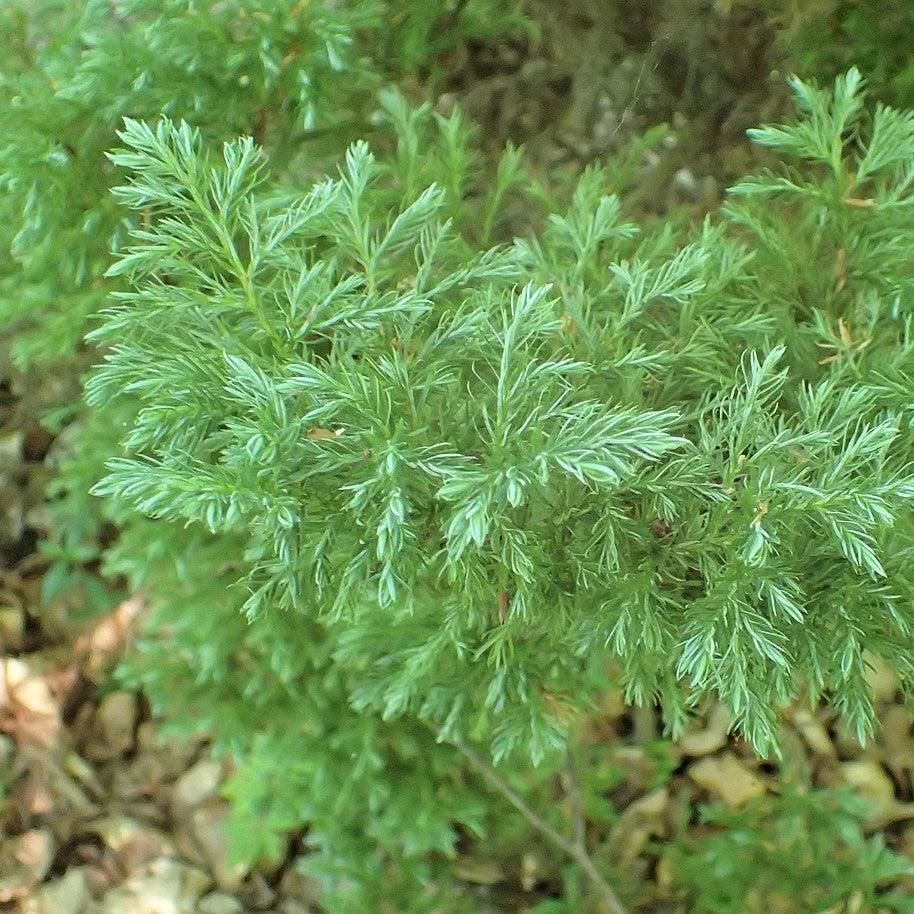 Chamaecyparis pisifera - Boulevard Cypress