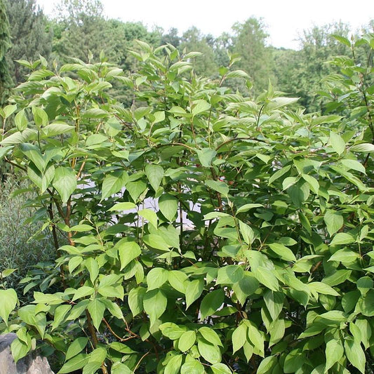 Cornus sericea - Bailey Red Twig Dogwood