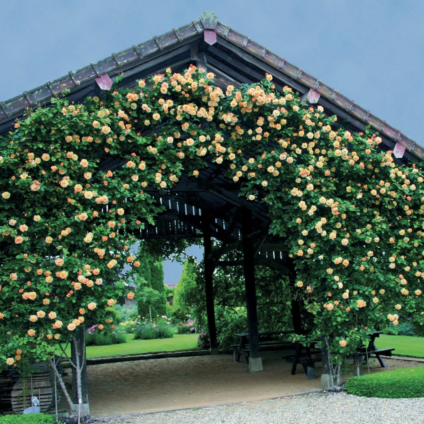 Rosa - Garden Sun™ Climbing Rose