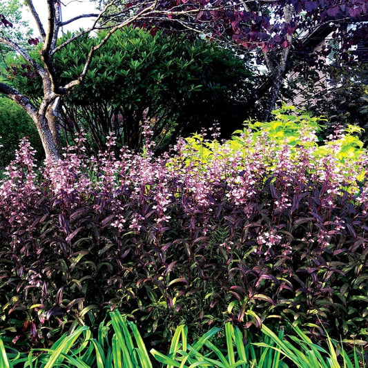 Penstemon - Dark Towers Beardtongue