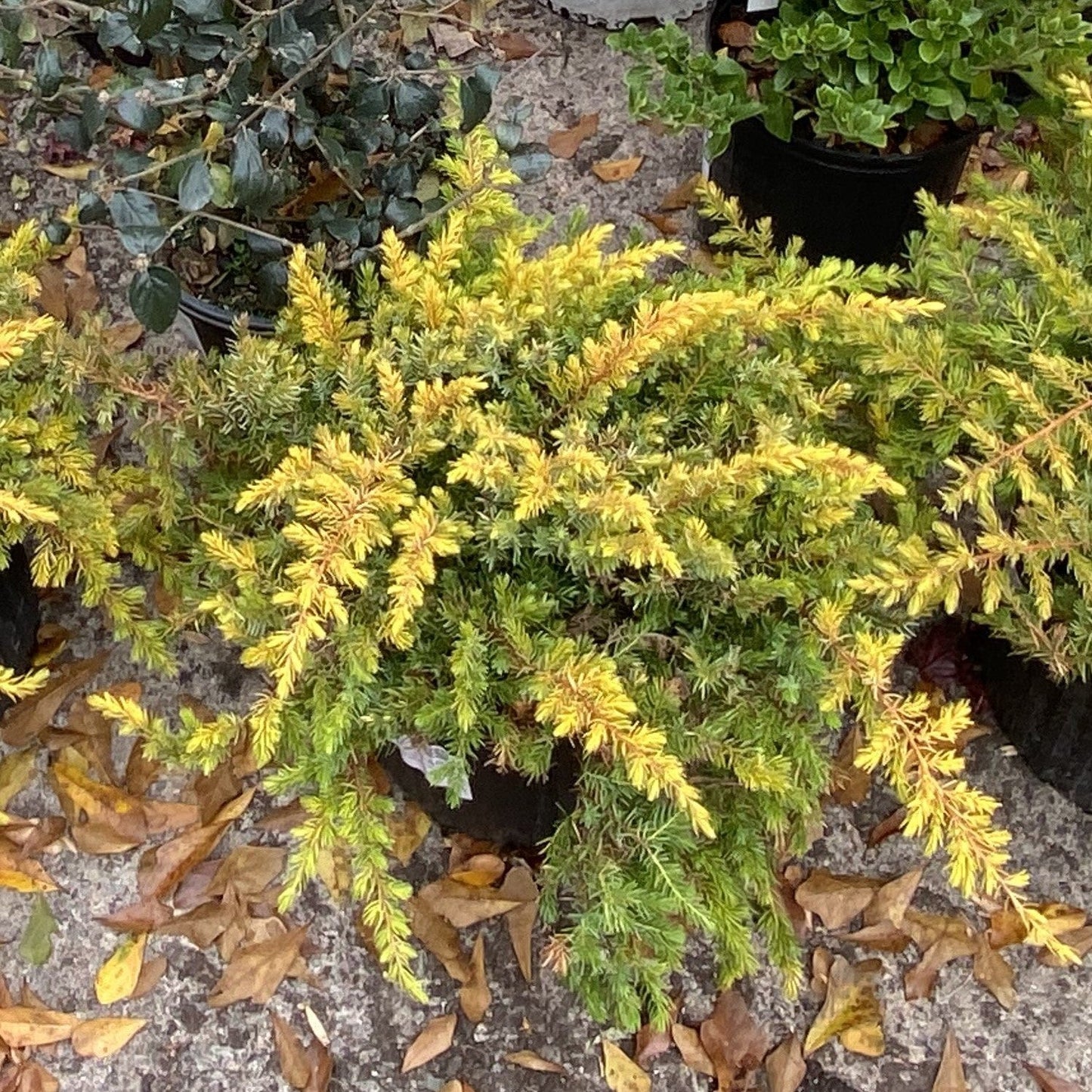 Juniperus conferta - Golden Pacific™ Juniper