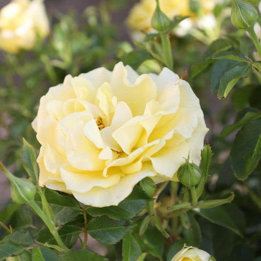 Rosa - True Darling Rose