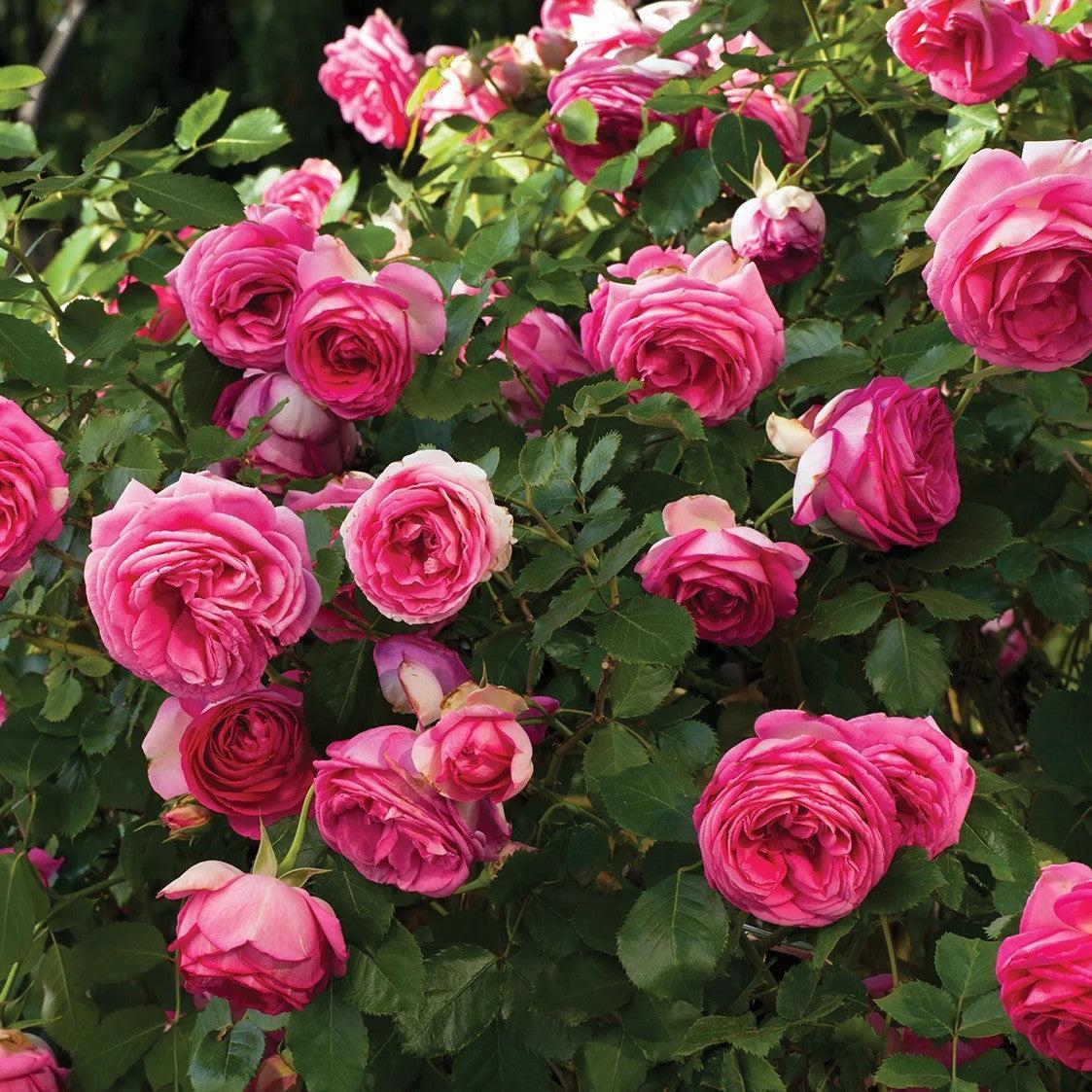 Rosa - Eden Climber® Pretty in Pink Rose