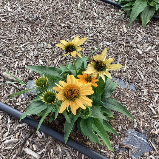 Echinacea purpurea - SunMagic® Vintage Mango Echinacea