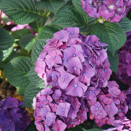 Hydrangea macrophylla - Let's Dance® Big Band® Hydrangea